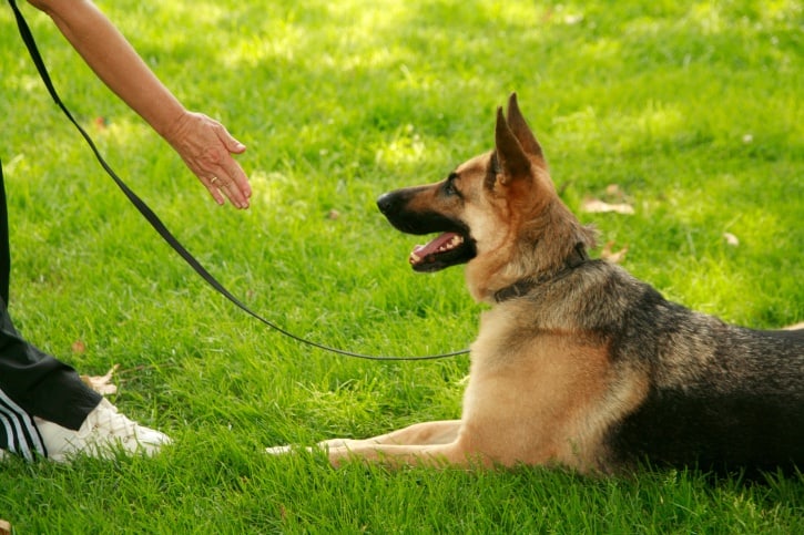 dog training services Sacramento CA